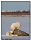  Playful Polar Bears, Churchill, Manitoba