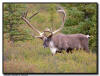 Barren-Ground Caribou, Denali National Park, AK