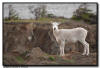 Dall Sheep, AK