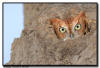 Eastern Screech Owl, MN
