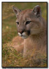 Cougar Portrait