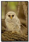 Barred Owlet, Minnesota
