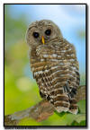 Barred Owlet, Minnesota 