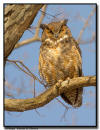 Great Horned Owls, MN