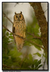 Long Eared Owl, Minnesota