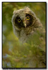 Long Eared Owlet, Minnesota