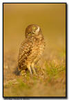 Burrowing Owlet, Florida