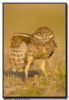 Burrowing Owlet, Florida