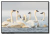 Trumpeter Swan, Wisconsin