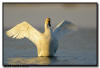 Trumpeter Swan, Wisconsin