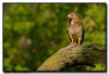 Broad Winged Hawk, Minnesota