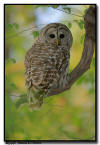  Barred Owl, Minnesota 