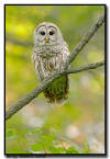 Barred Owl, Minnesota