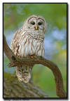 Barred Owl, Minnesota