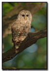 Barred Owl, Minnesota