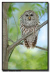 Barred Owl, Minnesota