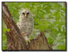 Barred Owlet, Minnesota