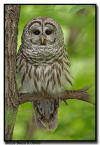 Barred Owl, Minnesota
