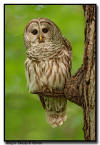 Barred Owl, Minnesota