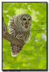 Barred Owl, Minnesota 