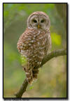 Barred Owl, Naples, Florida