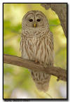 Barred Owl, Minnesota