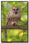Barred Owl, Minnesota
