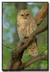 Barred Owl, Minnesota