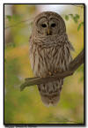 Barred Owl Hunting, Minnesota