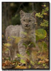 Lynx Kitten with Fall Colors