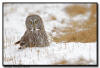 Great Gray Owl, Minnesota