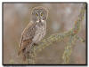 Great Gray Owl, Minnesota
