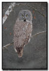Great Gray Owl, MN