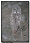Great Gray Owl, MN