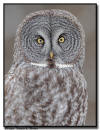 Great Gray Owl, MN