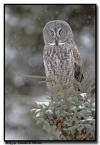 Great Gray Owl, MN 