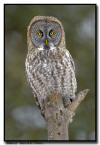 Great Gray Owl, MN