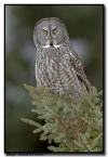 Great Gray Owl, MN
