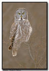Great Gray Owl, MN