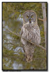Great Gray Owl, MN