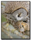 Great Gray Owl, MN