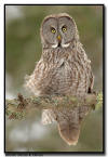 Great Gray Owl, Minnesota