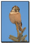 Northern Hawk Owl, WI