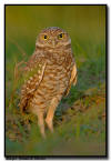 Burrowing Owl, Florida