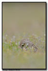 Burrowing Owl, Florida