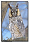 Long Eared Owl, Minnesota