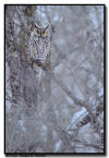 Long Eared Owl, Minnesota