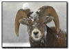 Snowy Big Horn Ram Close Up