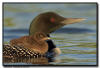common loon and chick, Minnesota