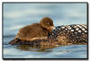 loon chick, Minnesota